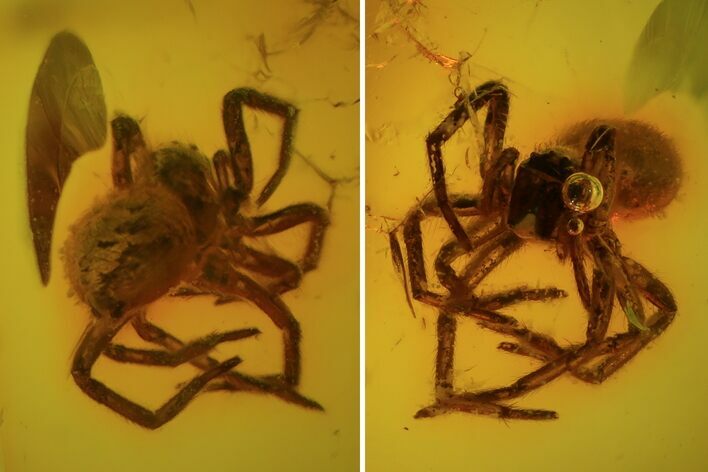 Detailed Fossil Spider (Aranea) In Baltic Amber #81783